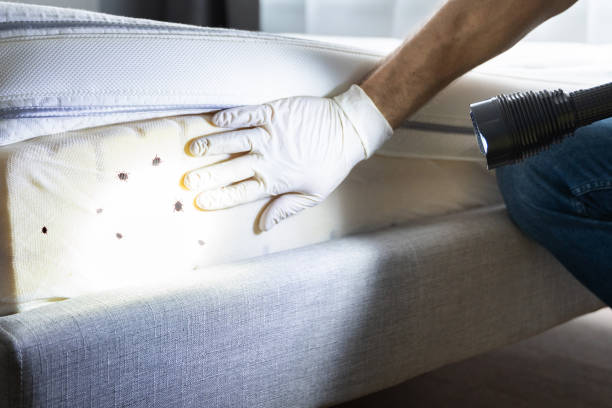 Wasp Removal Services in Kennett Square, PA